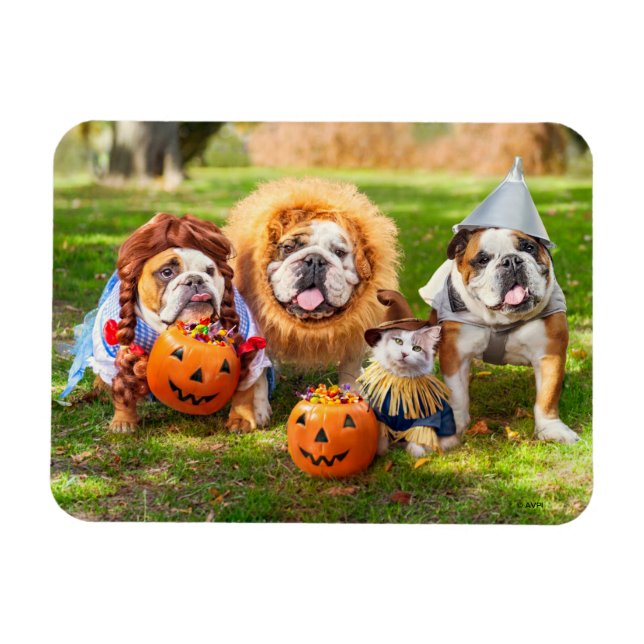 Three Bulldogs in Costumes Magnet (Horizontal)