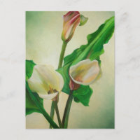 Three Calla Lilies Atemberaubend Botanical Acrylic