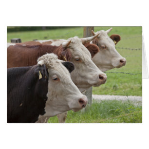Three cows in a Row Blank Card
