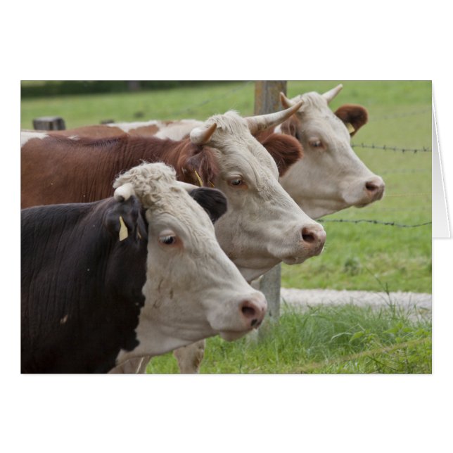 Three cows in a Row Blank Card (Devant horizontal)