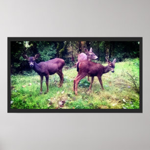 Three Friendly Baby Deer Poster