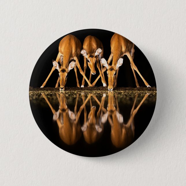 Three Impala Drink Together at Night Button (Vorderseite)