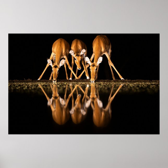 Three Impala Drink Together at Night Poster (Vorne)