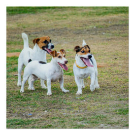 Three Jack Russell Terriers Playing Poster