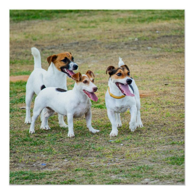 Three Jack Russell Terriers Playing Poster (Vorderseite)