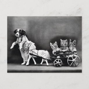 Three Kitten Pony Ride Postkarte