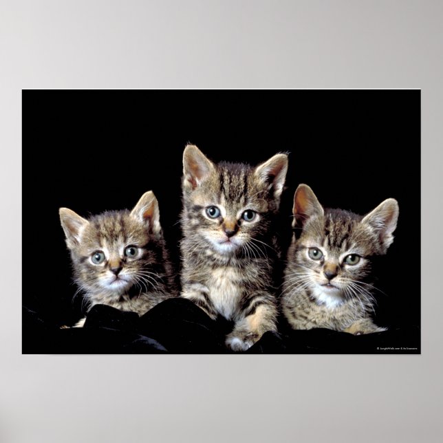 Three Kittens von Junglewalk.com Poster (Vorne)