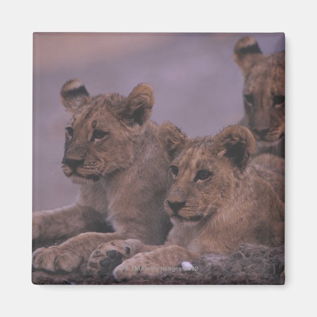 Three Lion Cubs Magnet (Vorne)