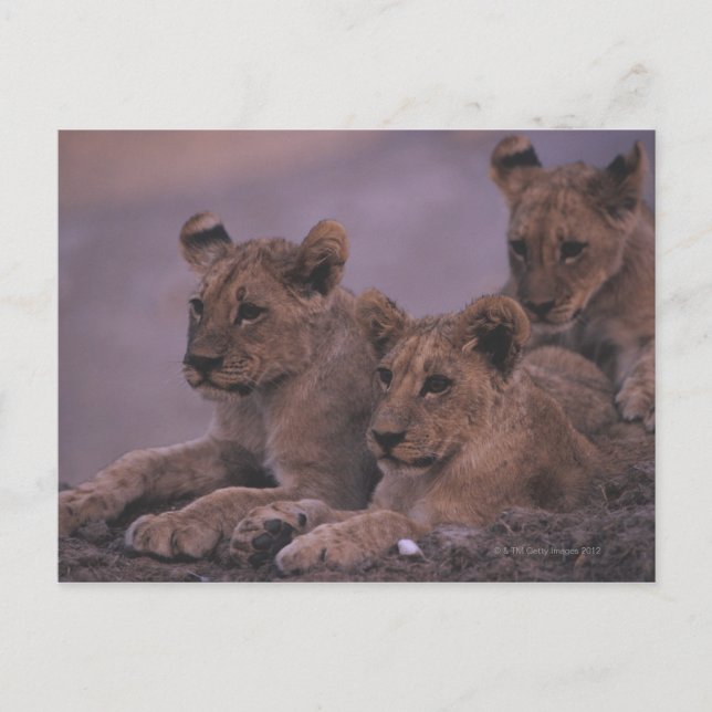 Three Lion Cubs Postkarte (Vorderseite)