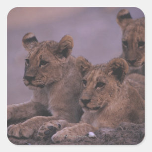 Three Lion Cubs Quadratischer Aufkleber