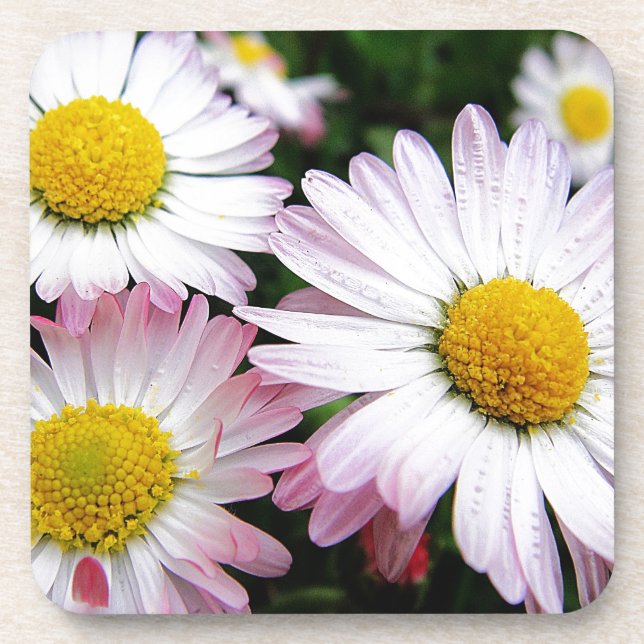 Three pink daisies untersetzer (Vorderseite)