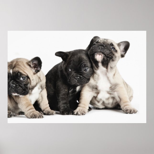 Three Pug Puppies Poster (Vorne)