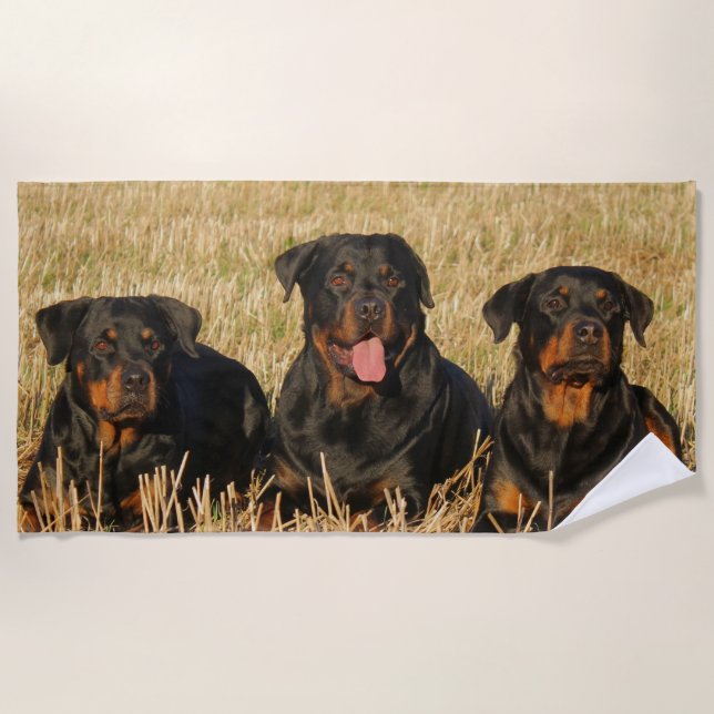 Three Rottweiler Dogs - Pack of Rotties Strandtuch (Vorderseite)