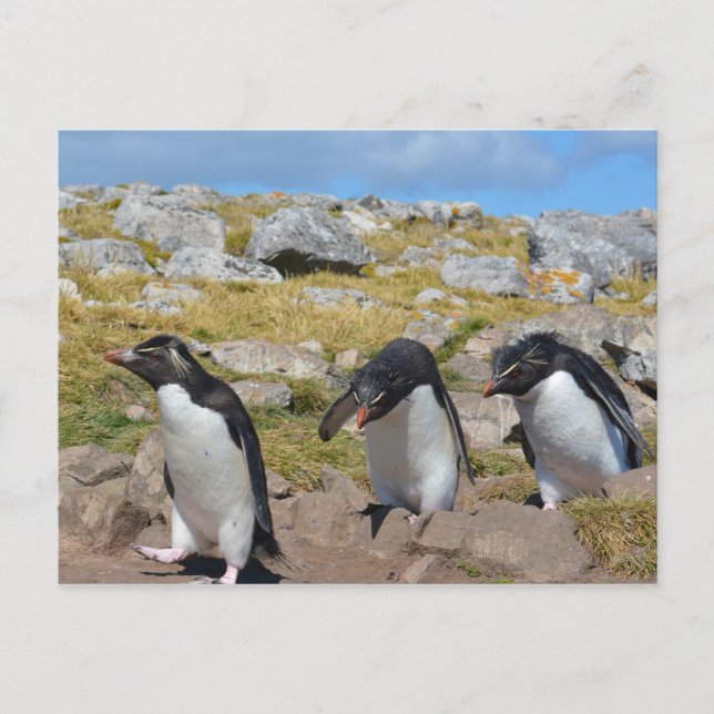 Three Snares Penguins Postkarte (Vorderseite)