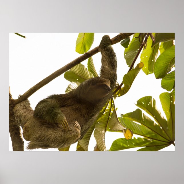 Three Toed Sloth in Costa Rica Poster (Vorne)