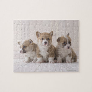 Three Welsh Corgi