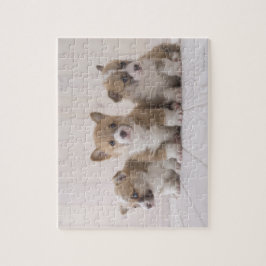 Three Welsh Corgi