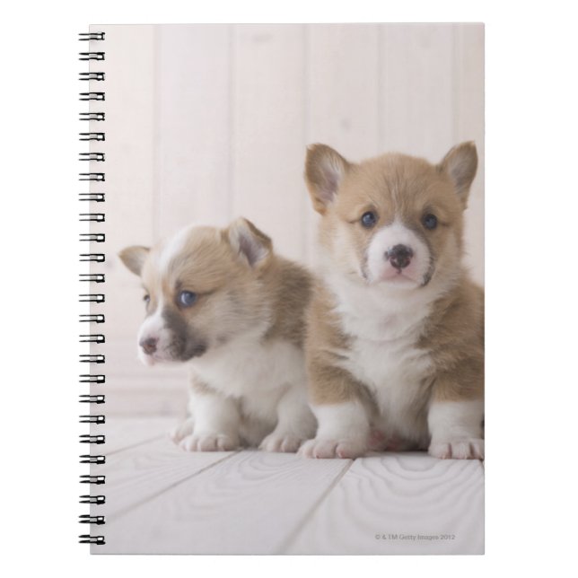 Three Welsh Corgi Notizblock (Vorderseite)