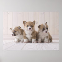 Three Welsh Corgi