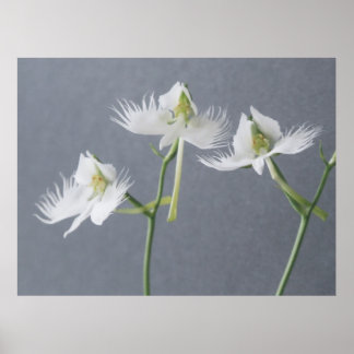 Three White Egret Orchids Poster