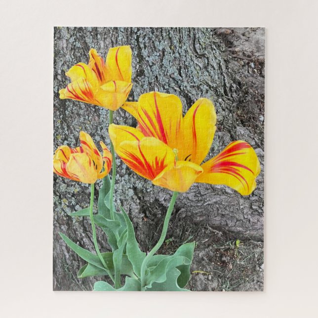 Three Yellow Tulips Sequel / (Vertikal)