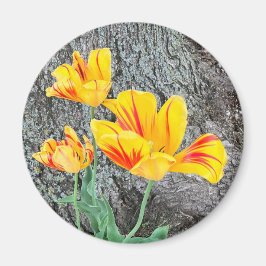 Three Yellow Tulips Sequel / Magnet