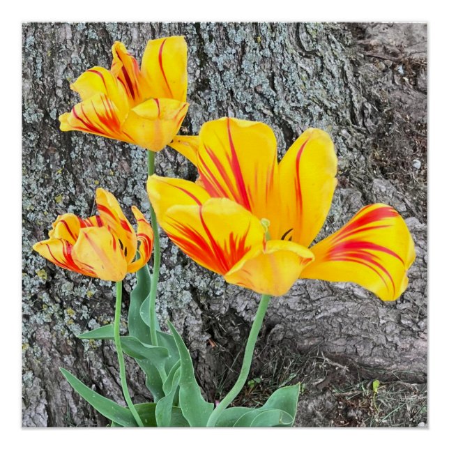 Three Yellow Tulips Sequel / Poster (Vorderseite)