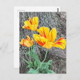Three Yellow Tulips Sequel / Postkarte