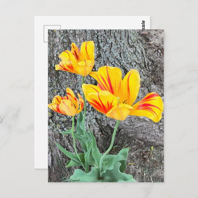Three Yellow Tulips Sequel / Postkarte (Vorne/Hinten)