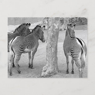 Three Zebras Postkarte