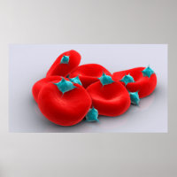 Thrombozyten mit roten Blutkörperchen 1