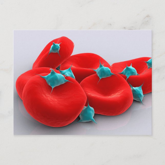 Thrombozyten mit roten Blutkörperchen 1 Postkarte (Vorderseite)