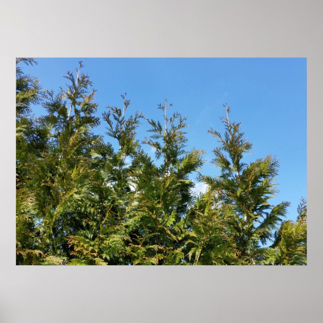 Thuja-Bäume Poster (Vorne)
