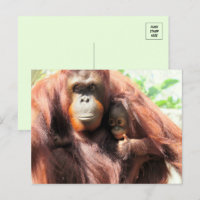 Thumbs Up Orangutan Mama und Baby