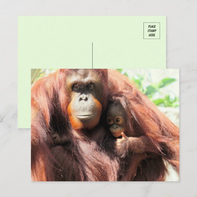 Thumbs Up Orangutan Mama und Baby Postkarte (Vorne/Hinten)