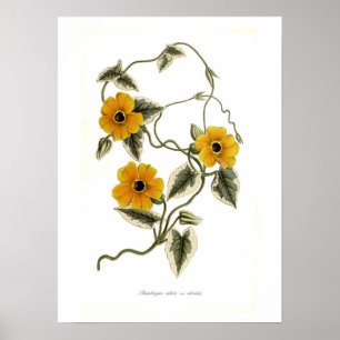 Thunbergia alata poster