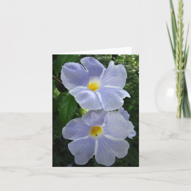Thunbergia Fairy Moon Foto Faltkarte (Vorderseite)