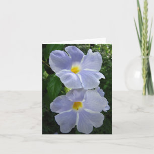 Thunbergia Fairy Moon Foto Faltkarte