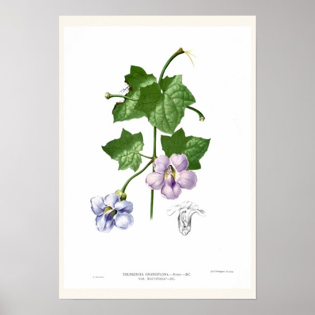 Thunbergia grandiflora poster (Vorne)