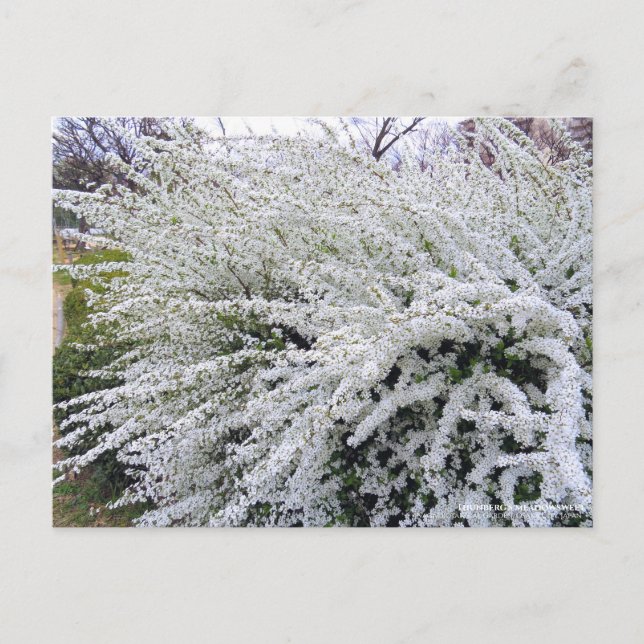 Thunbergs Wiesen:Postkarte Postkarte (Vorderseite)