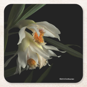 Thunia Marshalliana Rechteckiger Pappuntersetzer