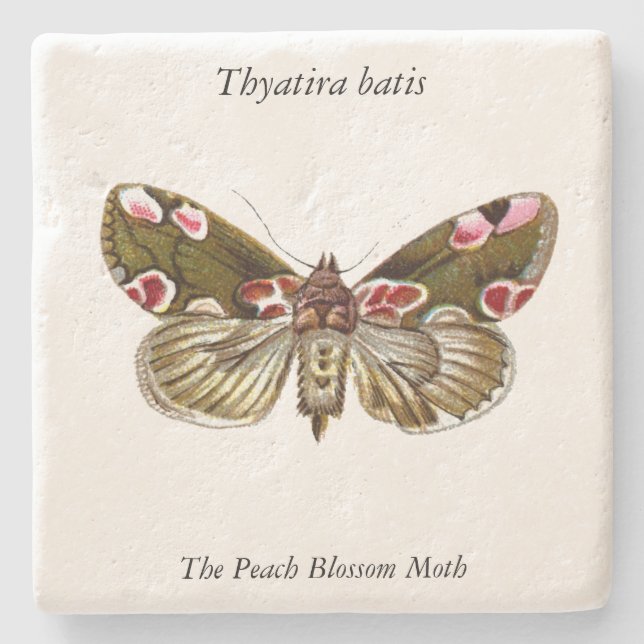 Thyatira batis - The Peach Blossom Moth Steinuntersetzer (Vorderseite)