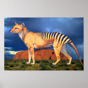 Thylacine (tasmanischer Tiger) Poster