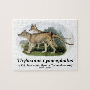 Thylacinus Cynocephalus (tasmanischer Tiger oder