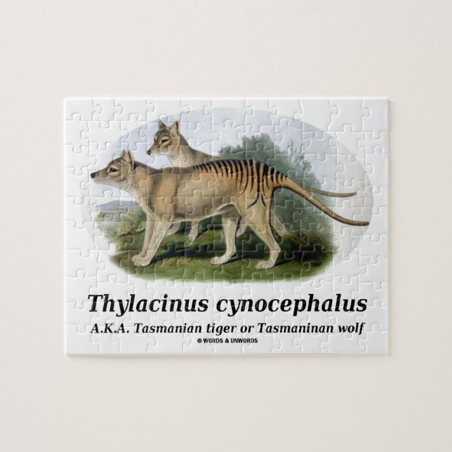 Thylacinus Cynocephalus (tasmanischer Tiger oder (Horizontal)