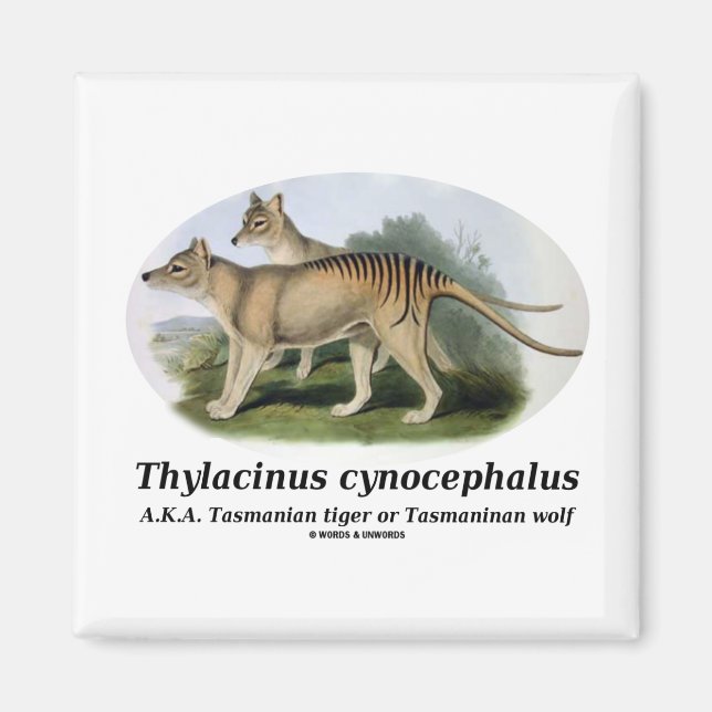 Thylacinus cynocephalus (Tasmanischer Tiger oder W Magnet (Vorne)
