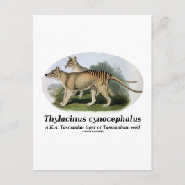 Thylacinus cynocephalus (Tasmanischer Tiger oder W Postkarte