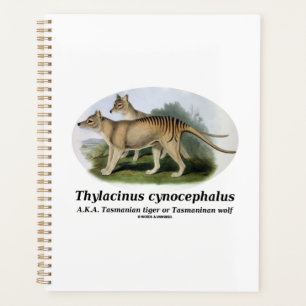 Thylacinus cynocephalus (tigre ou loup de Tasmanie