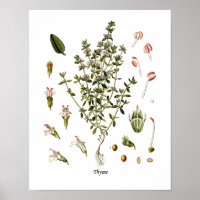 Thyme Herb botanische Illustration Kitchen Decke