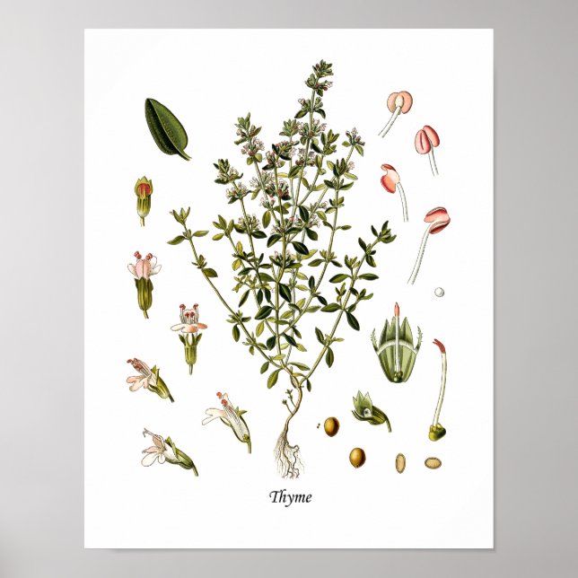 Thyme Herb botanische Illustration Kitchen Decke Poster (Vorne)